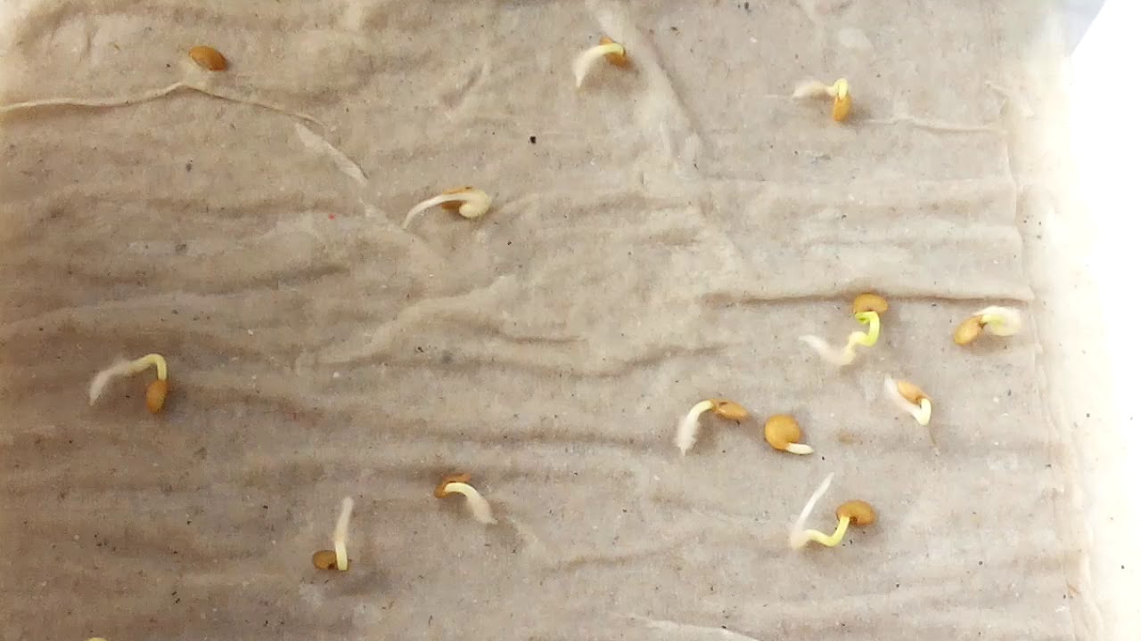 Подготовка семян огурцов к посеву на рассаду: как правильно подготовить посевной материал, надо ли замачивать и проращивать перед посадкой русский фермер