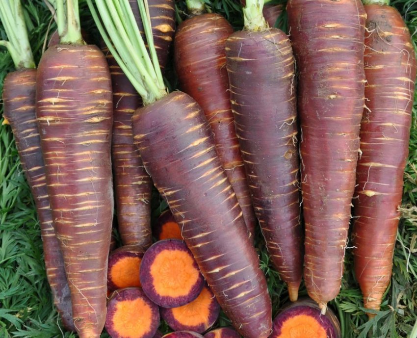 Желтая, белая и фиолетовая морковь: что это и чем отличается от оранжевой