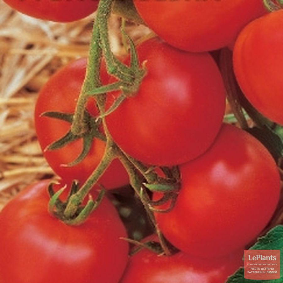 Самые урожайные томаты подмосковья. Семена помидор самоопыляемые. Израильский томат ВСОКО урожаӣни сорт. Скороспелые урожайные сорта томатов. Сорта помидор для теплицы самоопыляемые.
