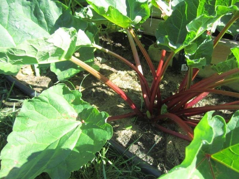 Ревень: выращивание на огороде из семян