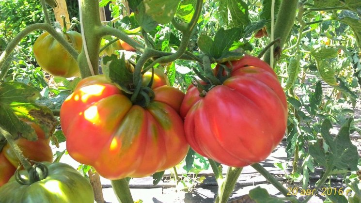Описание сорта томата воловье сердце — как поднять урожайность