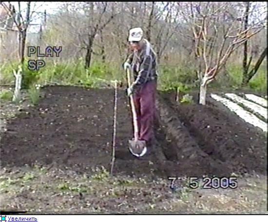 Почему я не копаю свой огород, или как мне удалось отказаться от лопаты. личный опыт органического земледелия, фото — ботаничка.ru