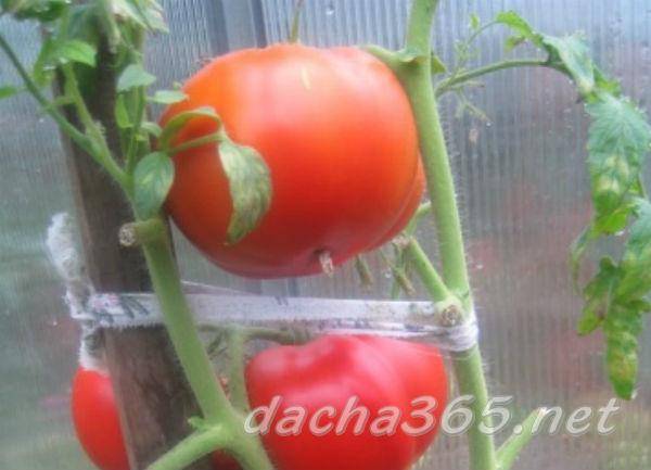 Сорт томатов ажур f1: отзывы, фото и описание