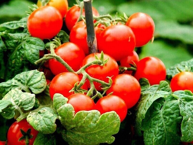 Ленивый способ выращивания помидор и лучшие сорта для этого