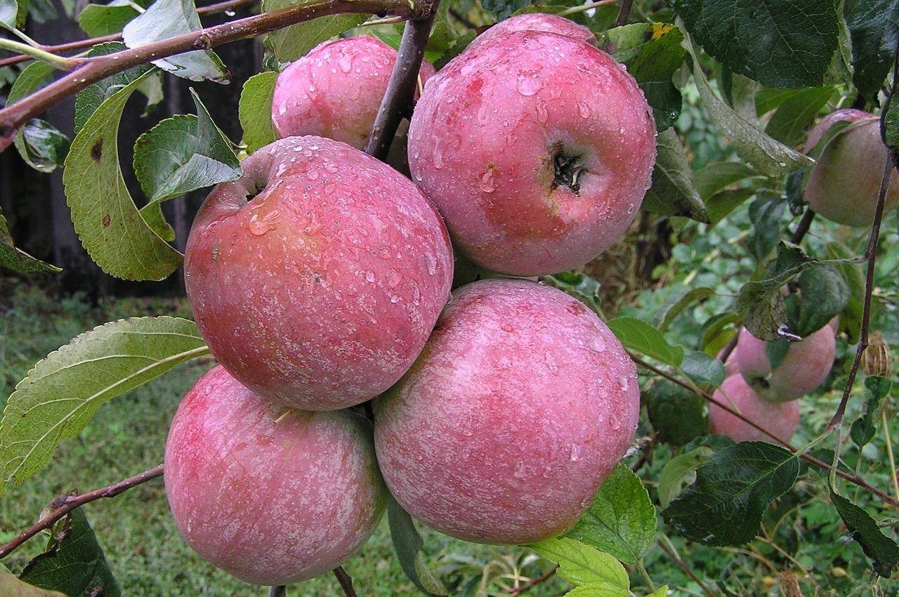 Всё про яблони сорта юбиляр: описание, характеристики, особенности выращивания