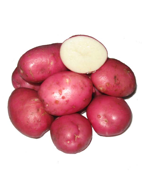 Картофель рокко: характеристика, выращивание