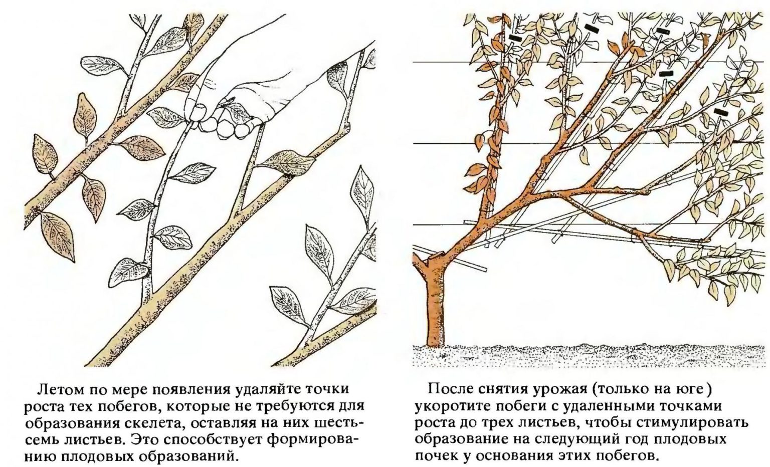 Колоновидные деревья особенности и недостатки, посадка, уход, сорта фото