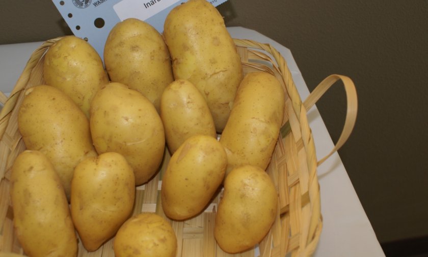10 лучших сортов картофеля — рейтинг 2020 года (топ 10)