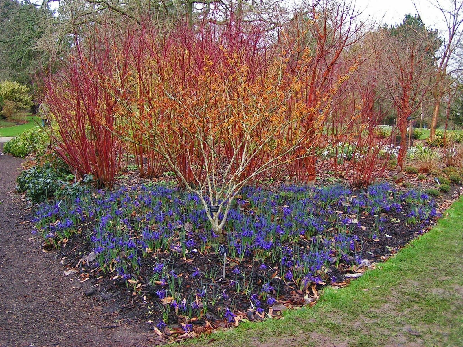 Дерен белый фото. Дерен зеленокорый. Дерен белый (Cornus Alba `Ivory Halo`). Дерен белый Элегантиссима. Дерен белый Westonbirt.