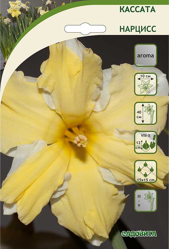 Нарцисс дельнашо: описание сорта, посадка и уход, особенности выращивания