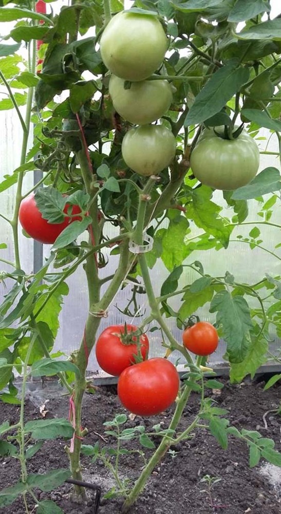 Ранние сорта томатов для теплиц и открытого грунта, семена