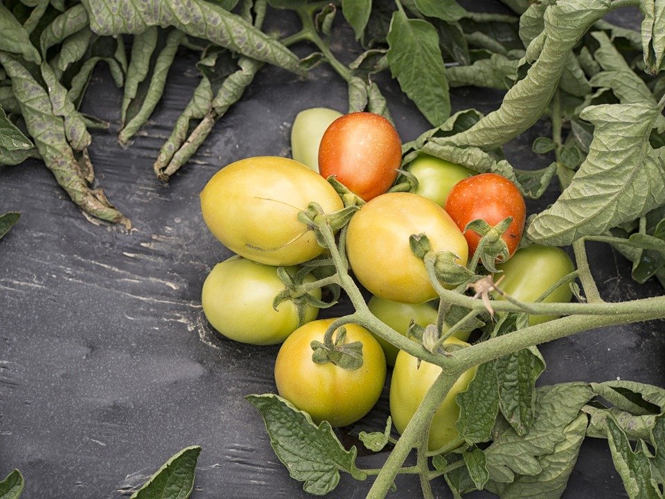 Лечение фузариозного увядания томатов препаратами и народными средствами