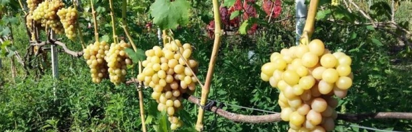 «тасон» — мускатный сорт винограда