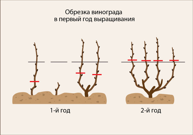 Подготовка почвы и посадка винограда саженцами или черенками весной