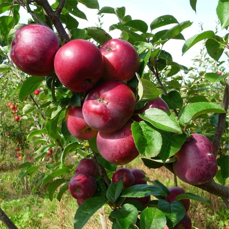 Яблоки джонатан: фото и описание сорта