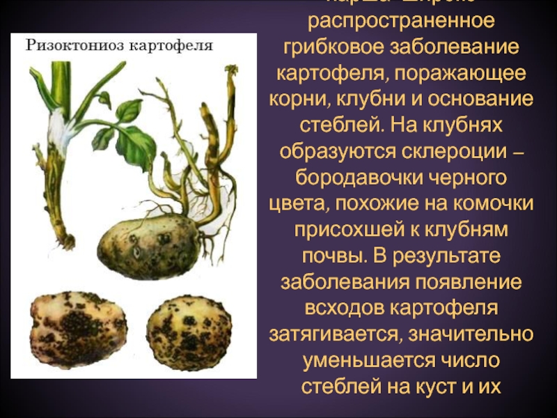 Альтернариоз томата | справочник по защите растений — agroxxi