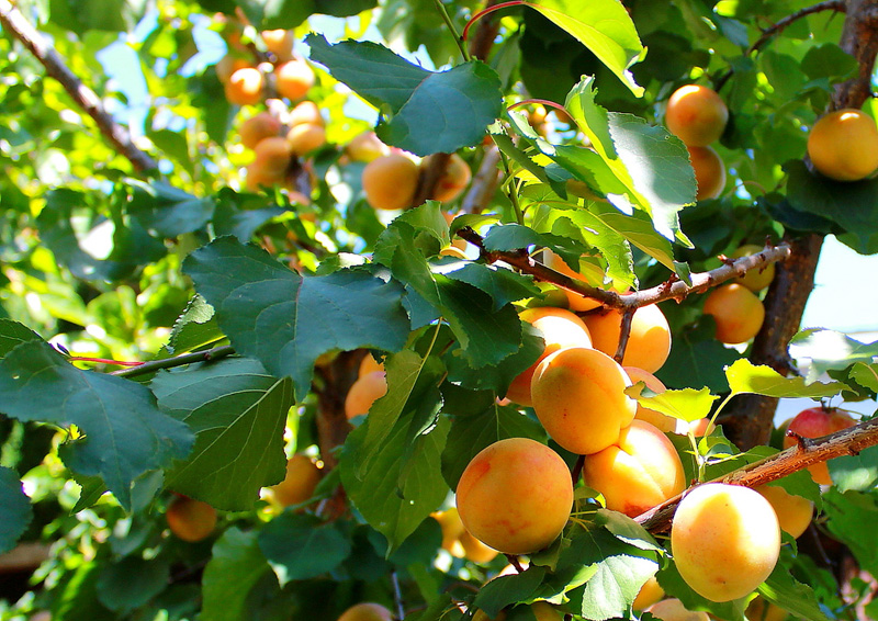 Описание и выращивание абрикоса сорта Маньчжурский