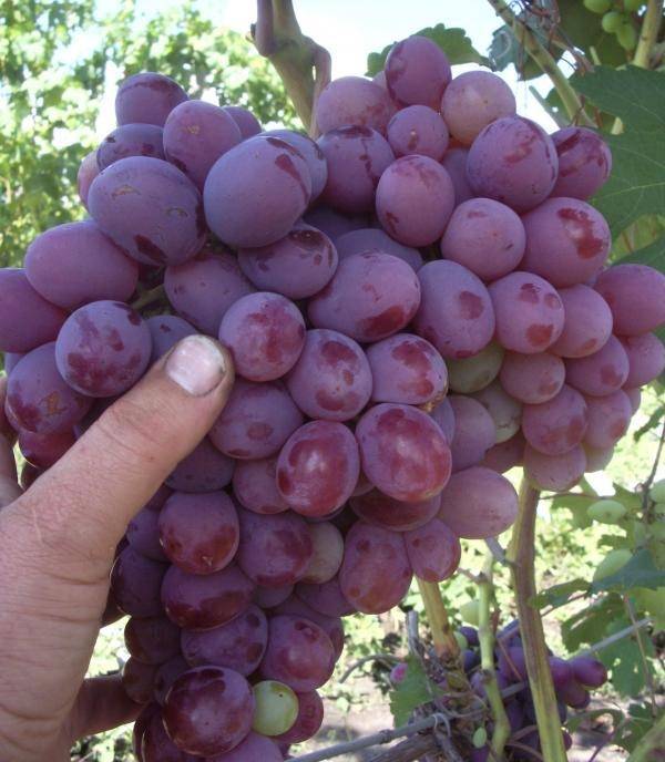 Виноград юпитер