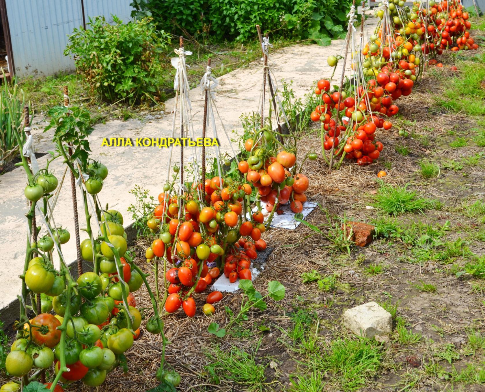 Когда сеять ранние помидоры на рассаду: сроки посадки