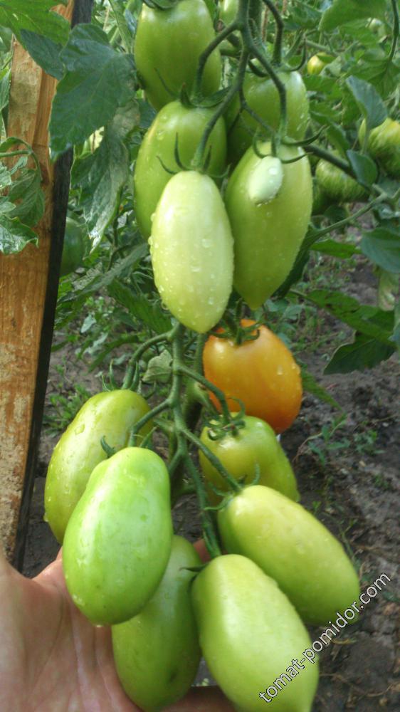 Описание и нюансы выращивания томата сэр элиан f1