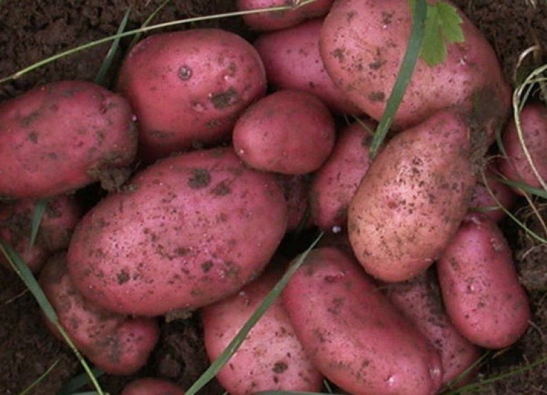 Белорусская красавица — описание вкусного и урожайного сорта картофеля «янка»