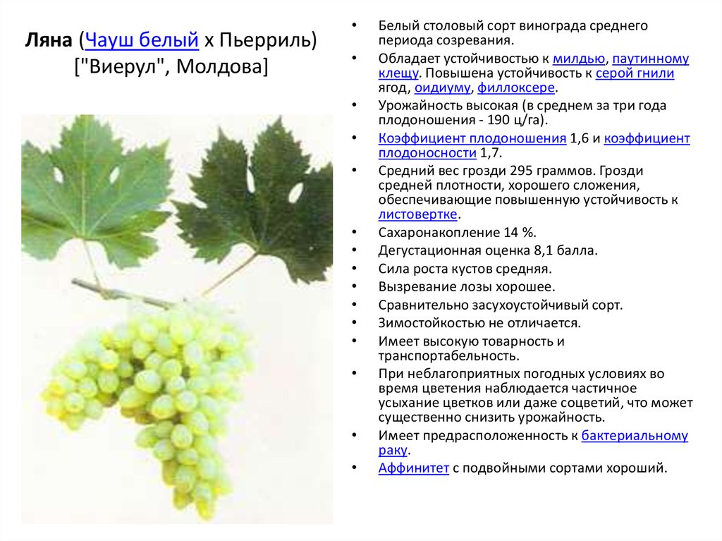 Подробное описание винного сорта винограда "альфа"