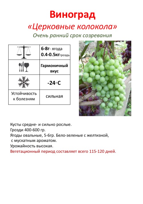 Виноград ливия: описание сорта и его характеристика, особенности выращивания и ухода за кустами