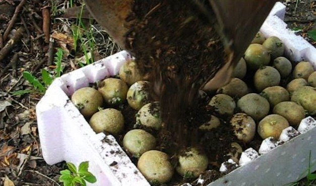 Как сделать чтобы рассада картофеля росла быстрее: проращивание картофеля