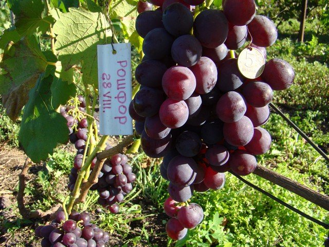 Описание винограда сорта Рошфор, особенности посадки и ухода