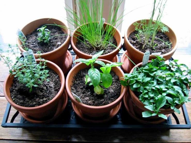 Петрушка: выращивание на подоконнике и огороде