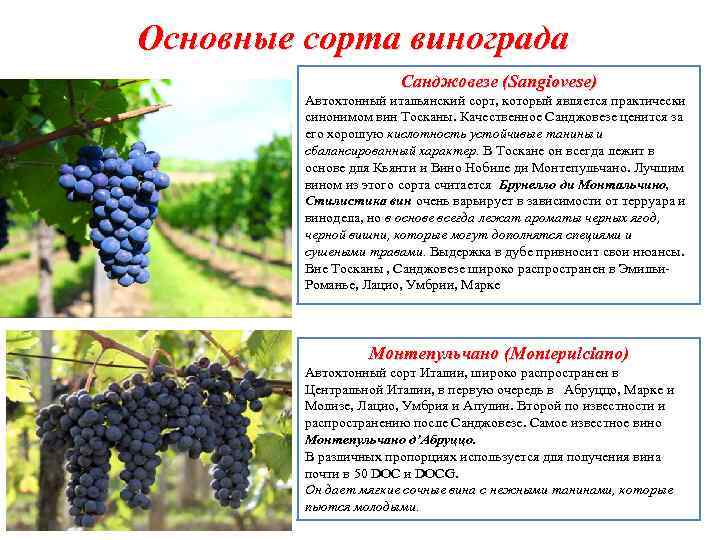 Виноград вичи: описание растения и особенности выращивания, правильная посадка и уход