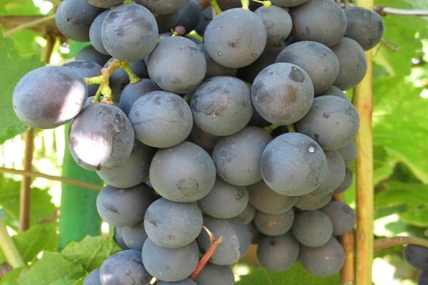 Описание винограда сорта агат донской, правила посадки и ухода