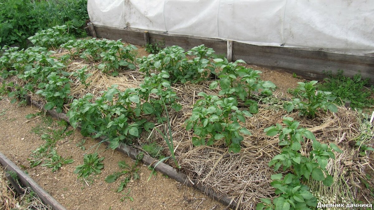 Выращивание картофеля под сеном или соломой: правила посадка картошки, уход + видео