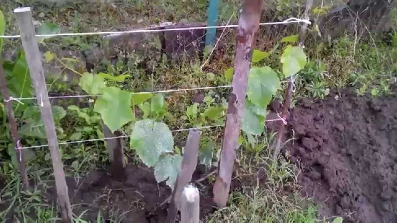 Виноград агат донской: описание и специфика выращивания сорта
