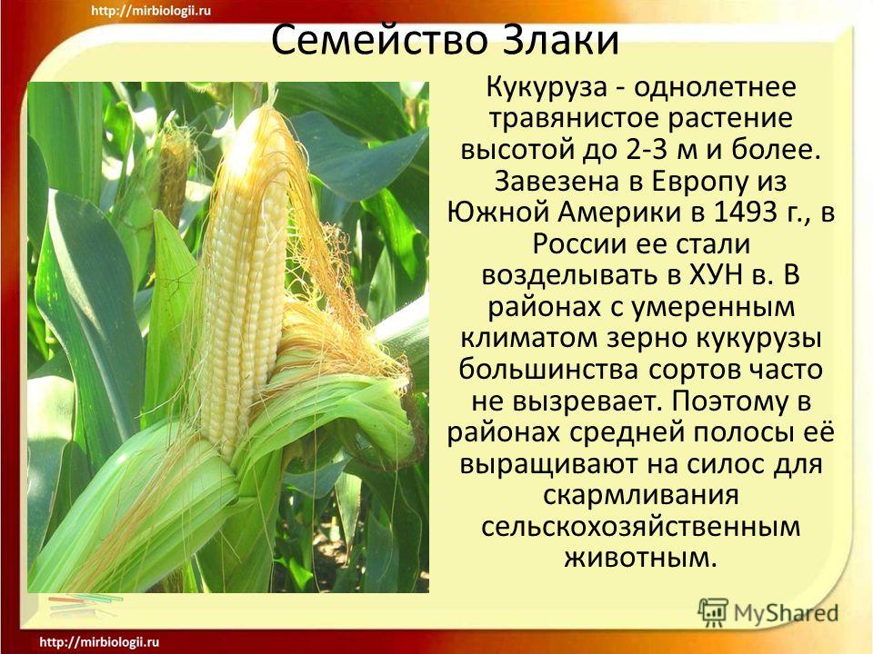 Что такое кукуруза — это овощ, фрукт, ягода, зерно или бобовые?