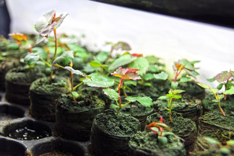 Шток-роза: выращивание из семян когда сажать