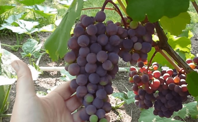 Описание и выращивание винограда сорта Фиолетовый ранний