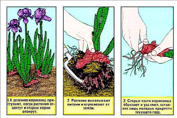 Пошаговая инструкция, как в августе размножить клубнику делением куста