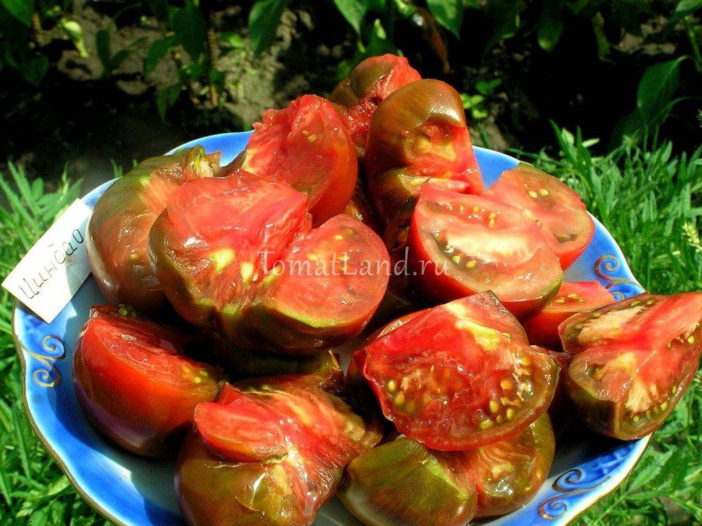 Практические рекомендации по выращиванию рассады томатов китайским способом. нюансы метода от «а» до «я»
