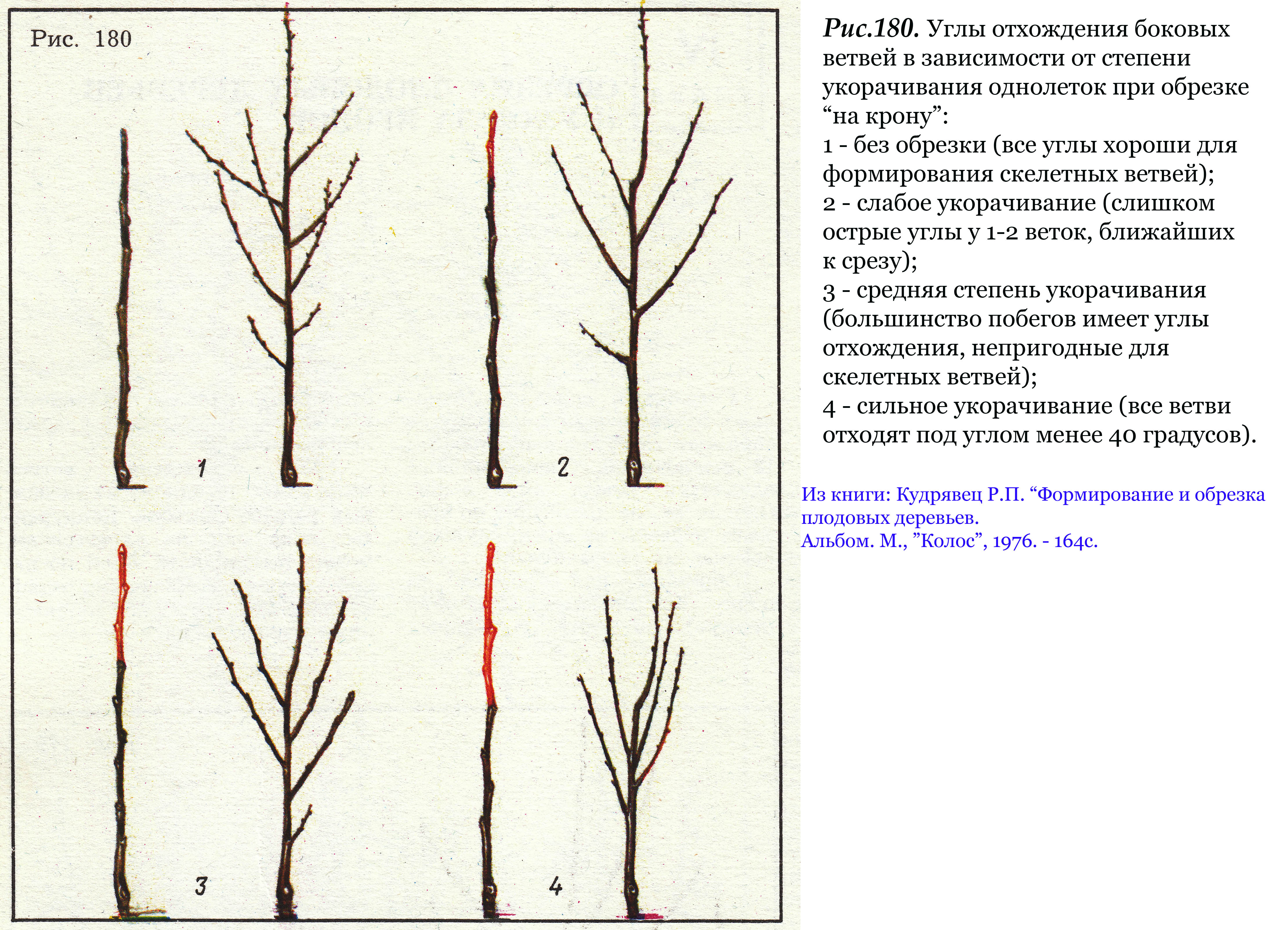 Обрезка изображения. Схема обрезки персика весной для начинающих. Формирующая обрезка саженцев абрикоса. Обрезка колоновидного персика схема. Правильная обрезка персика весной схема.