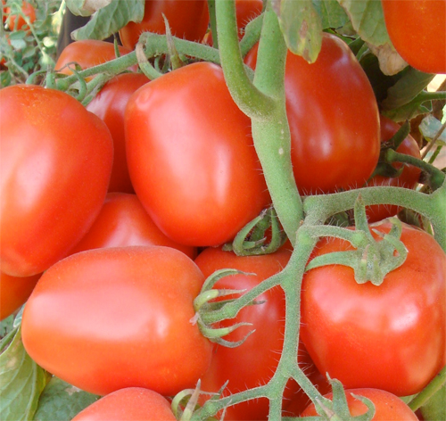 Описание сорта томата кровавая мэри и его характеристики - всё про сады