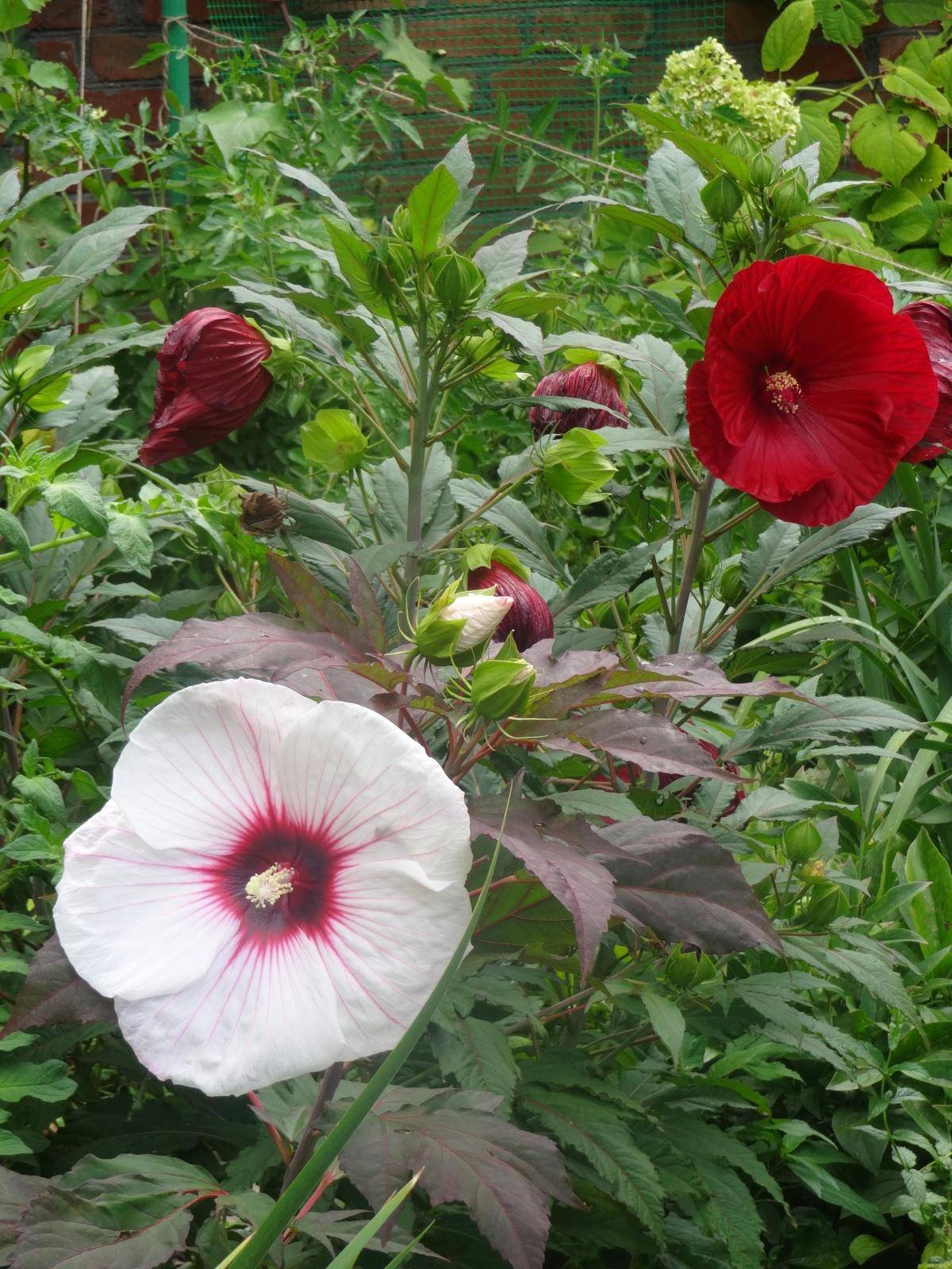 Как вырастить гибискус болотный: оптимальные условия, нюансы посадки и тонкости ухода дома и в открытом грунте