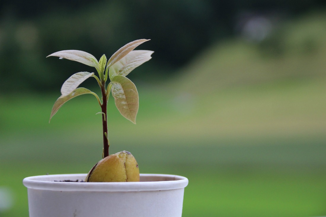 Как вырастить авокадо из косточки в домашних условиях, чтобы были плоды: пошаговый алгоритм действий по выращиванию экзотического деревца