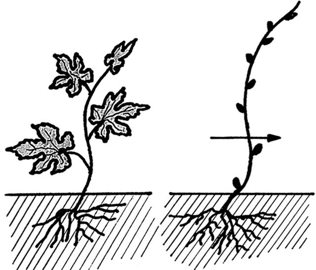 Выращивание винограда: советы начинающим и схемы посадки