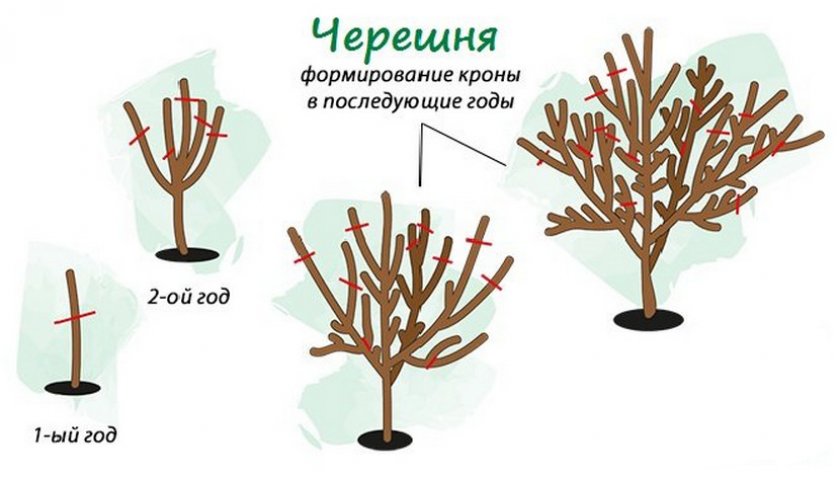 Схема обрезки черешни весной