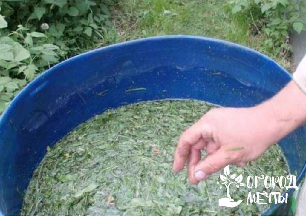 Чем подкормить рассаду капусты, чтобы она была толстенькой и крепкой