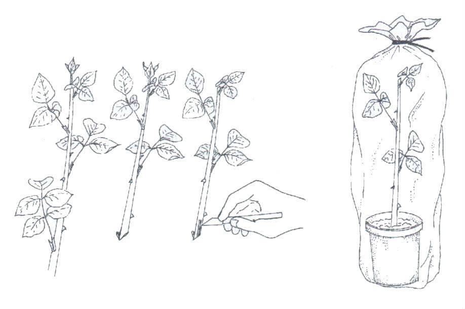 Размножение розы черенками летом в открытый грунт под банку: как укоренить