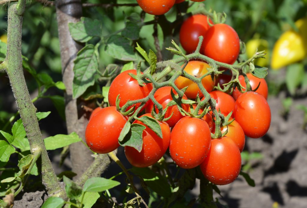 Описание высокоурожайного гибридного томата Иришка F1 и характеристика плодов