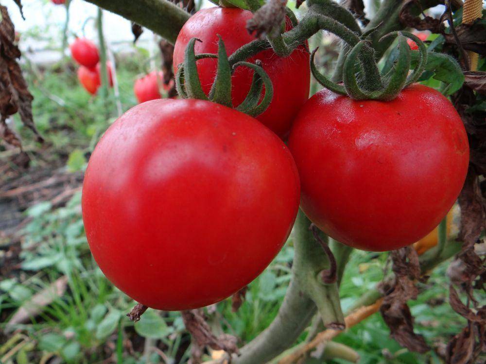 Лучшие сорта томатов для выращивания на территории украины