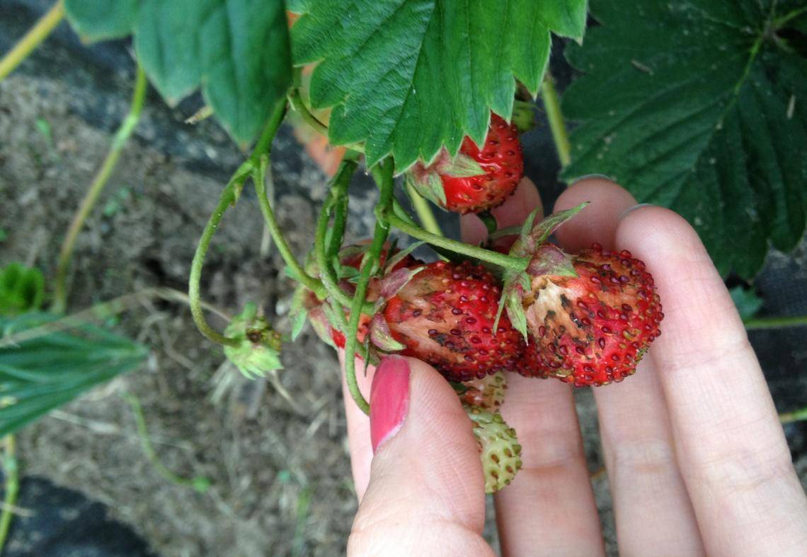 Почему ягоды малины рассыпаются и можно ли вернуть им товарный вид